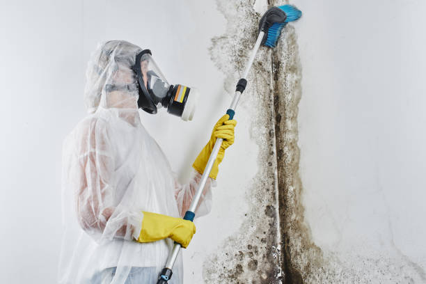 Best Mold Remediation for Vacation Homes  in Grosse Pointe, MI